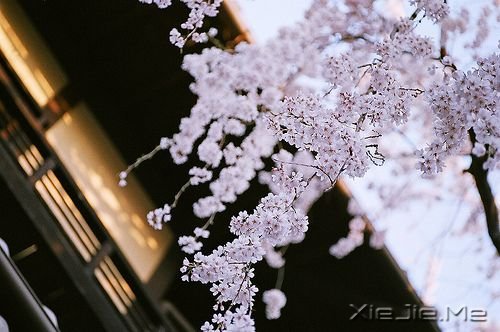 晚安心语：愿你成为自己的太阳 (5)