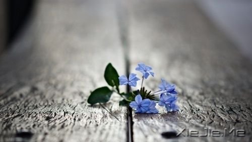 晚安心语：别忘了最初的自己 (4)