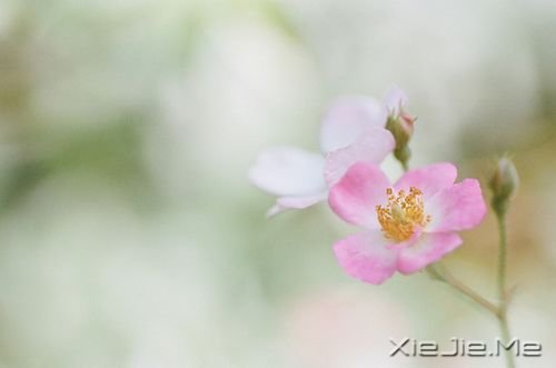 早安心语：生活只有经得起平静，方才显淡泊宁静的真实 (8)