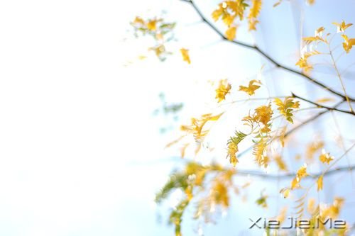 早安心语：生命中有风有雨，也有阳光 (9)