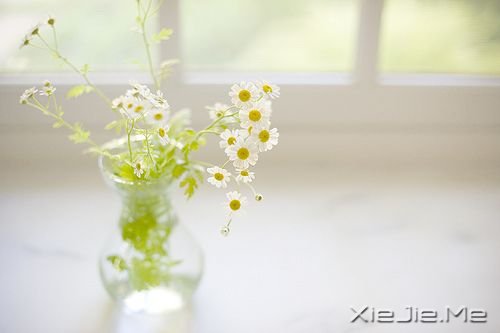 花朵图片